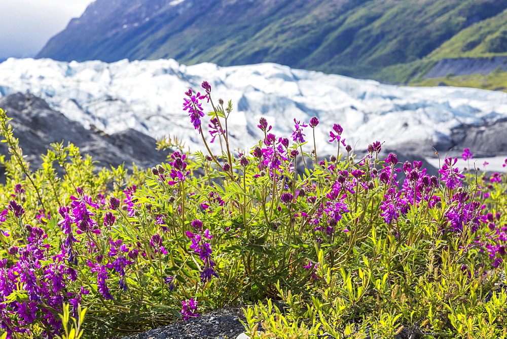 View Of The Face Of Matanuska Glacier With Dwarf Fireweed (Chamerion Latifolium) And Rocks In The Foreground, Alaska, United States Of America