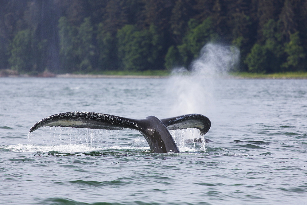 Humpback Whale (Megaptera Novaeangliae) Lifting Its Fluke As It Submerges Into The Waters Of Lynn Canal, Southeast Alaska, Alaska, United States Of America