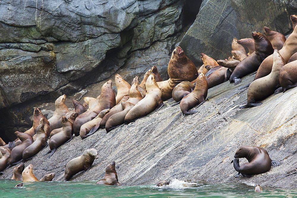 Steller Sea Lions (Eumetopias Jubatus) Resting In A Rookery Along Lynn Canal, Inside Passage, Southeast Alaska, Alaska, United States Of America