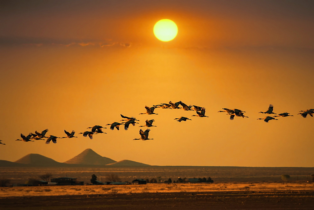 Sandhill Cranes (Grus Canadensis), Whitewater Draw, Arizona, United States Of America