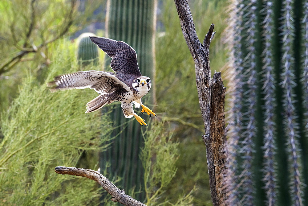 Prairie Falcon (Falco Mexicanus), Sonoran Desert, Arizona, United States Of America