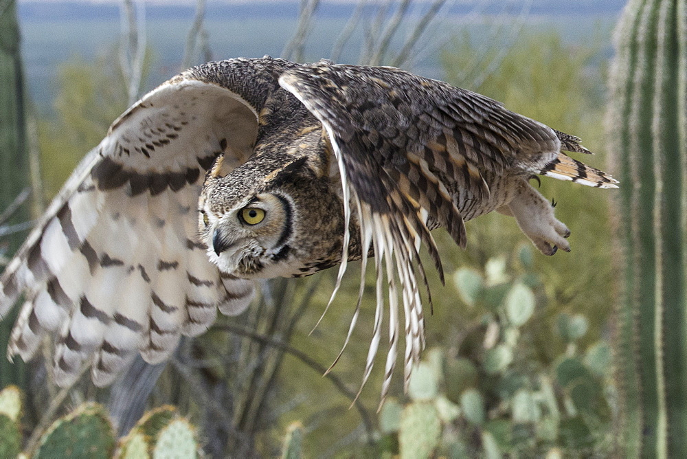 Great Horned Owl (Bubo Virginianus), Sonoran Desert, Arizona, United States Of America