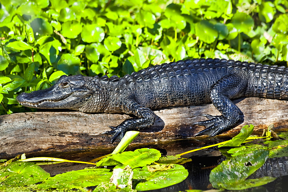 Close Up Of American Alligator (Alligator Mississippiensis) Resting On A Log In St. Johns River, Blue Spring State Park, Orange City, Florida, United States Of America