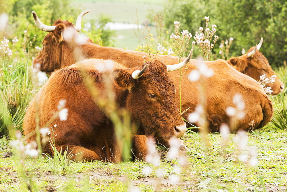 Cattle Laying On The Grass, Tarifa, Cadiz, Andalusia, Spain