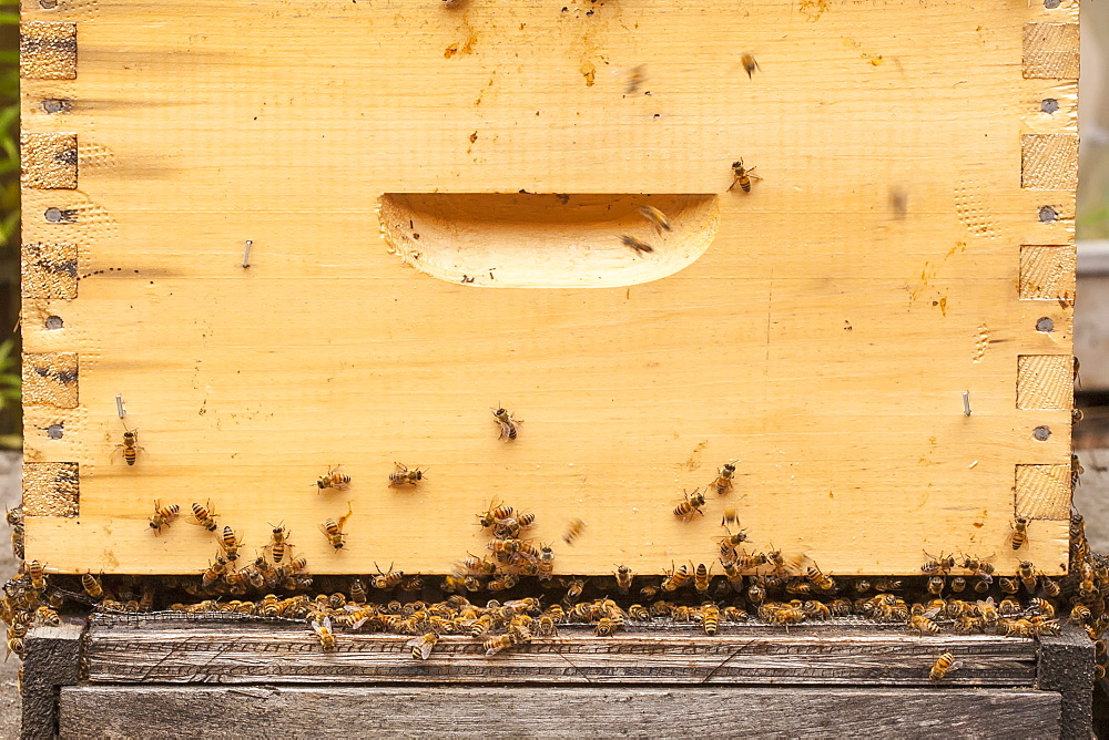 Busy Honey Bees In A Langstroth Hive Box, Toronto, Ontario, Canada