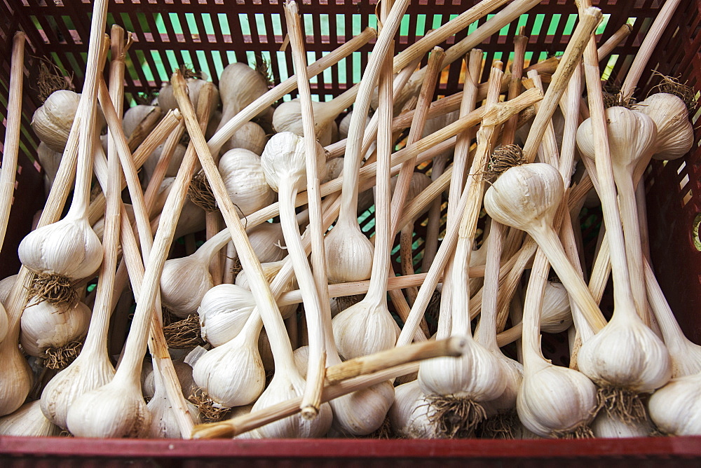 Large Clean Organically Grown Hardneck Garlic Bulbs, Ontario, Canada