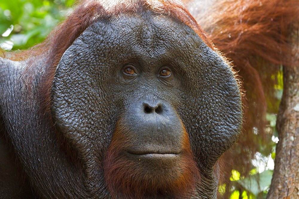 Male Bornean Orangutan (Pongo Pygmaeus) At Pondok Tanggui, Tanjung Puting National Park, Central Kalimantan, Borneo, Indonesia