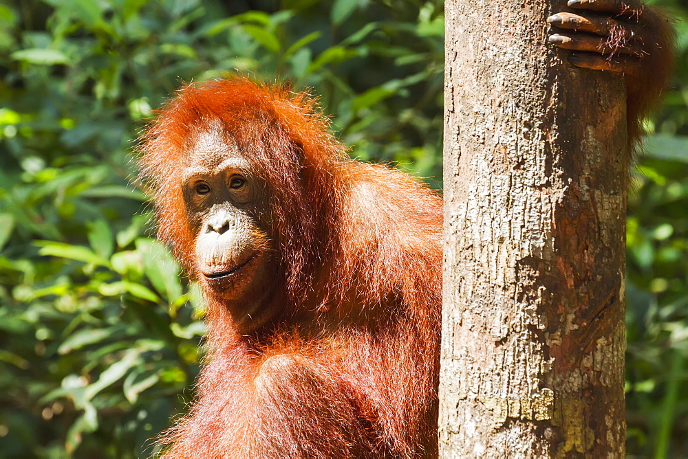 Juvenile Bornean Orangutan (Pongo Pygmaeus) At Pondok Tanggui, Tanjung Puting National Park, Central Kalimantan, Borneo, Indonesia