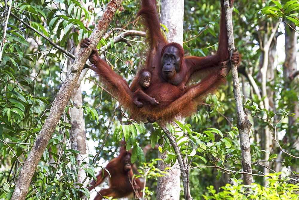 Bornean Orangutan (Pongo Pygmaeus) Mother And Infant At Tangung Harapan, Tanjung Puting National Park, Central Kalimantan, Borneo, Indonesia