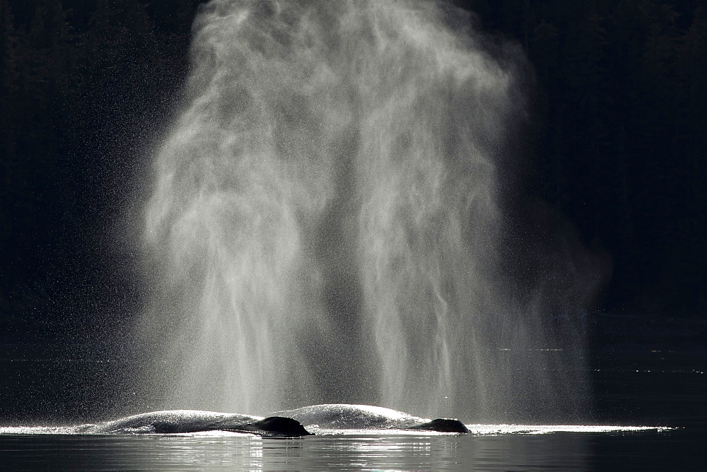 A Pair Of Humpback Whales Breath At The Surface In The Calm Waters Of Inside Passage Near Juneau, Alaska.