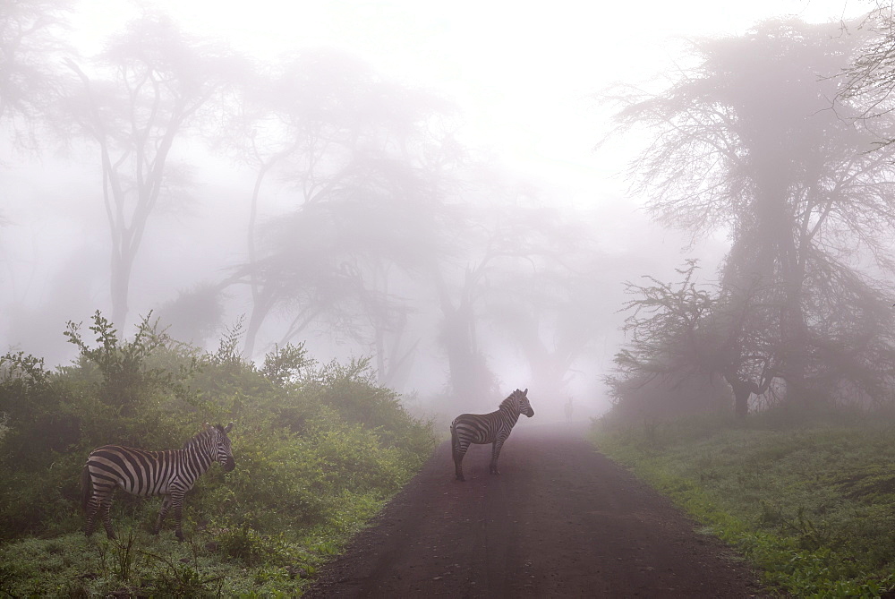 3 Zebras In Foggy Forest At Ngorongoro Crater, Tanzania