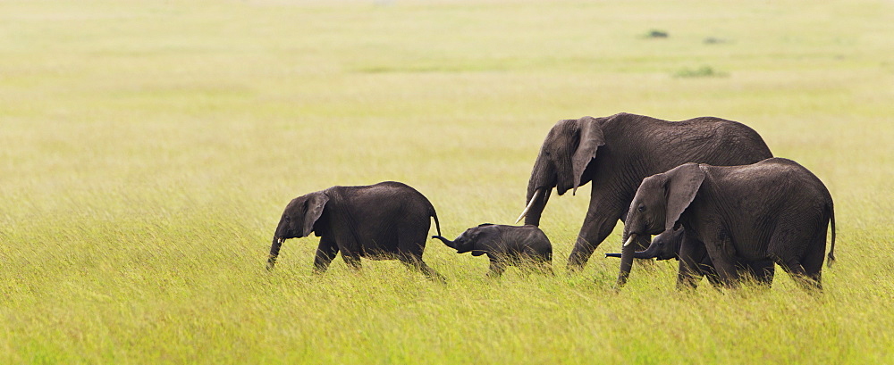 Elephant Family On The Move Across The Serengeti Plain, South Africa