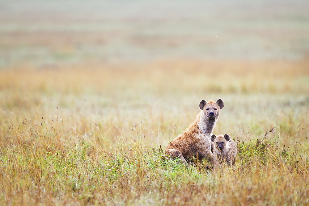 Mother And Cub Hyena At Ngorongoro Crater, Tanzania