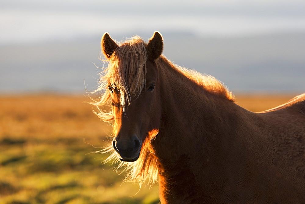 Icelandic Horse At Sunset With Long Mane Blowing In The Wind, Iceland