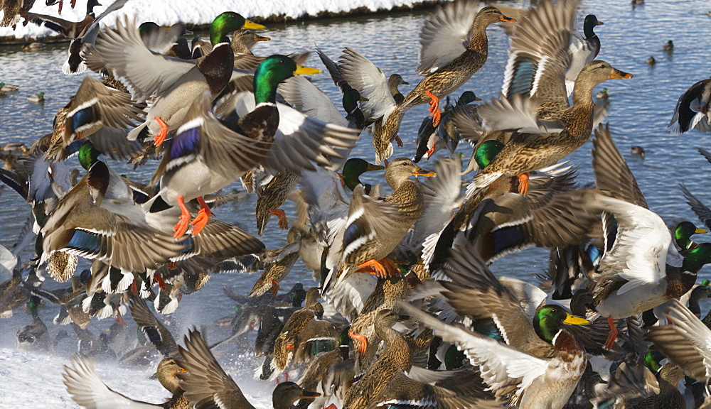 Ducks. Mallard Ducks Flush Out've A Pond In Anchorage During Winter, 2012. Cuddy Park. Southcentral Alaska.