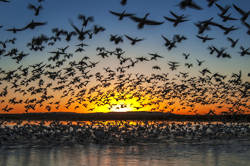 Twenty Thousand Snow Geese (Chen Caerulescens) Take Flight At Sunrise In Bosque Del Apache National Wildlife Refuge, New Mexico, United States Of America