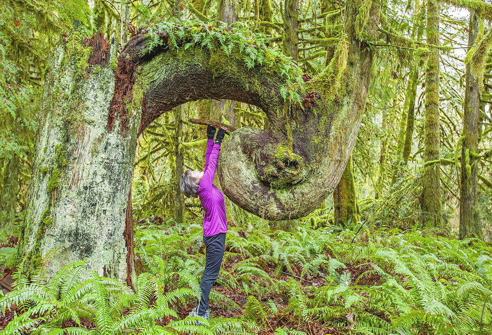 A Woman Looks Up At An Old Growth Seed Tree In Cowichan Valley Regional Park On Vancouver Island, Duncan, British Columbia, Canada