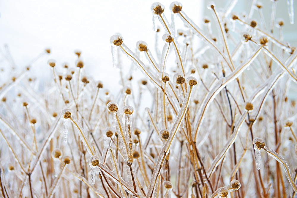 Teasels Covered With Ice, Toronto, Ontario, Canada