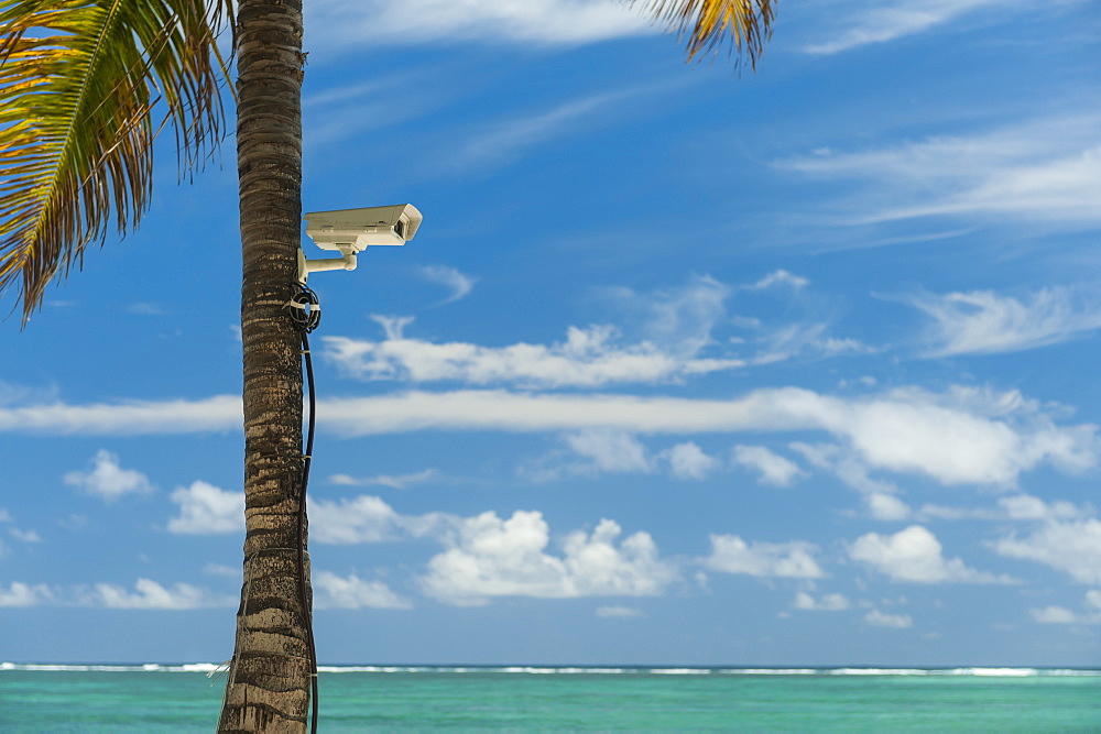 Palm Tree With Cctv Camera Attached To It On Beach, Republic Of Mauritius