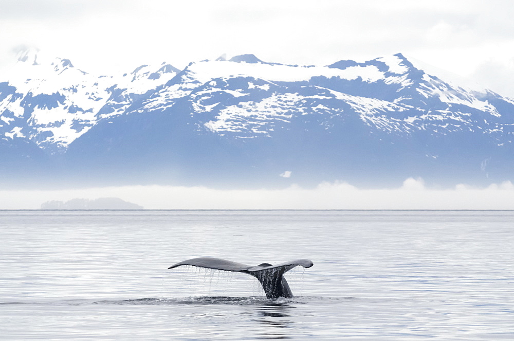 Fluked Tail Of Humpback Whale (Megaptera Novaeangliae) Rises Out Of The Water Just Before Whale Takes Deep Dive In Frederick Sound, Alaska, United States Of America