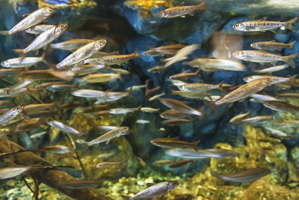 Salmon Fry In The Salmon Exhibit At The Alaska Sealife Center, Seward, Alaska, United States Of America