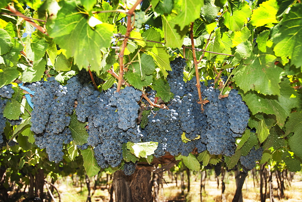 Clusters Of Ripe Grapes, Mendoza, Argentina