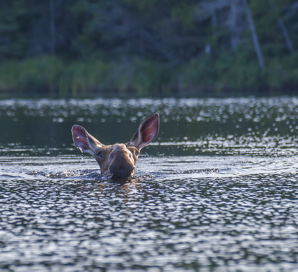 Cow Moose (Alces Aces) Swimming In A Lake, Ontario, Canada