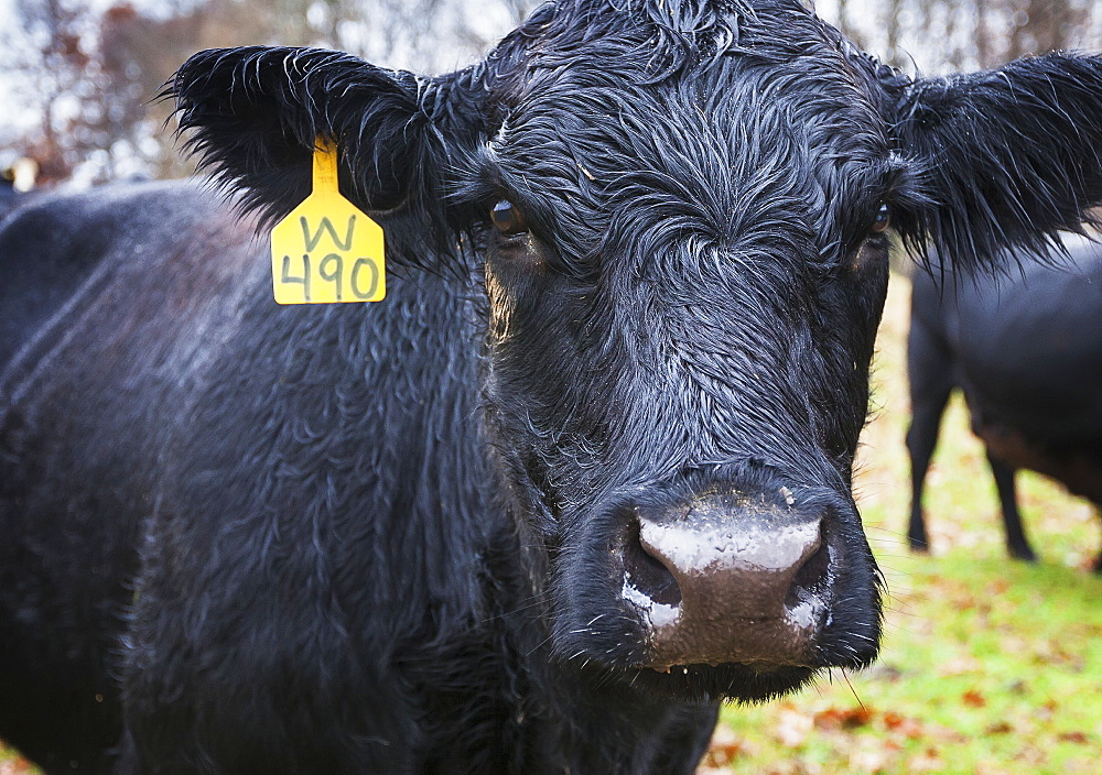 Black Angus Cow With A Yellow Ear Tag Looking At Camera, Kentucky, United States Of America