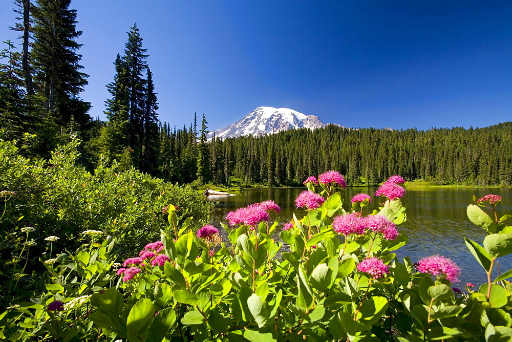 Wildflowers, Mount Rainier, Mount Rainier National Park, Washington, United States Of America