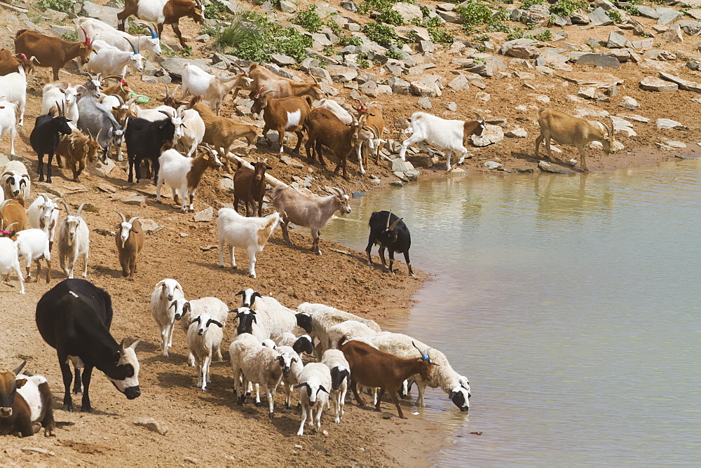 Goats By The Water Reservoir, Bulgan, South Gobi Province, Mongolia