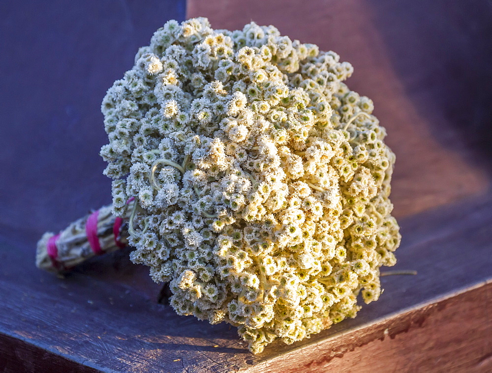 Edelweiss (Leontopodium Alpinum) Bouquet, Bromo Tengger Semeru National Park, East Java, Indonesia