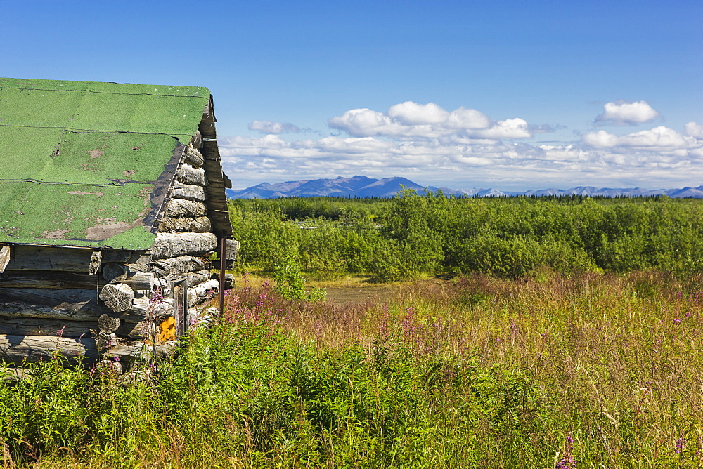 An Abandoned Cabin Surrounded By Fireweed On The Tundra On A Sunny Day, The Baird Mountains In The Background, Noatak, Alaska, United States Of America