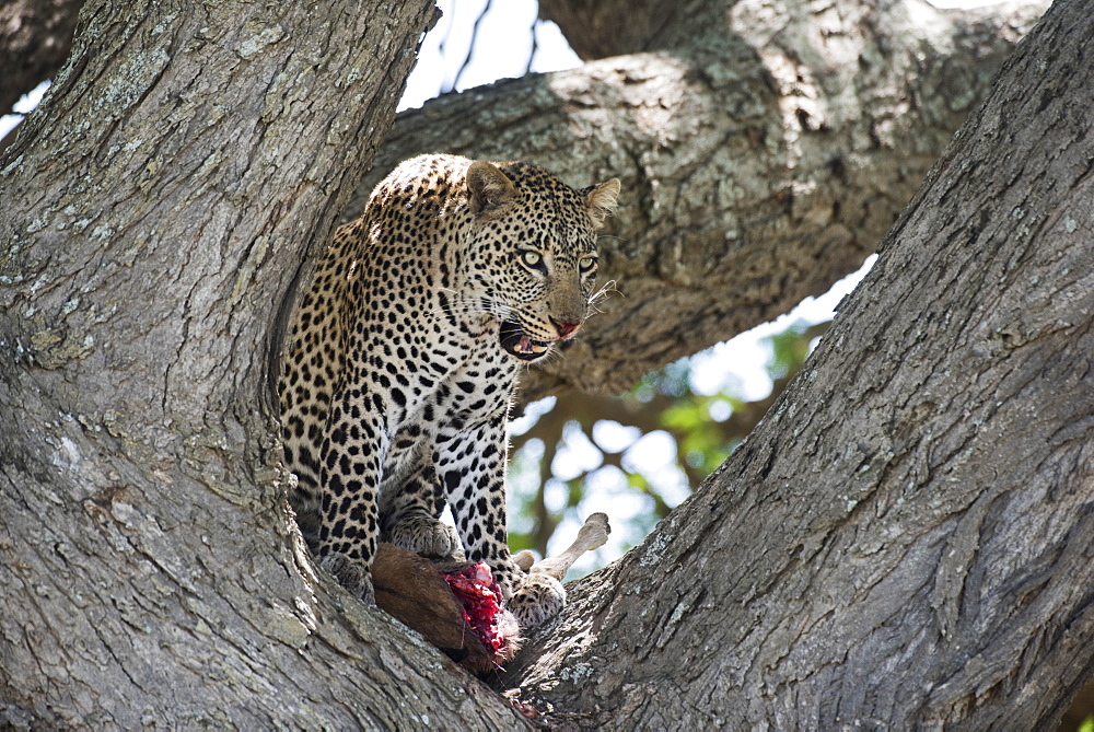 Leopard In Tree Licking Lips While Feeding On Wildebeest Calf Near Ndutu, Ngorongoro Crater Conservation Area, Tanzania