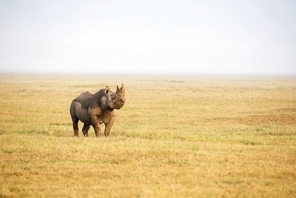 Black Rhinoceros Sniffing The Breeze In Ngorongoro Crater, Tanzania