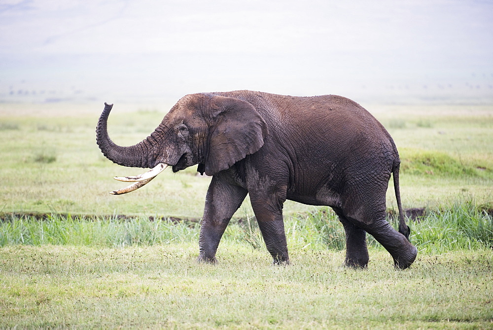 Large Bull Elephant Walks With Raised Trunk In Ngorongoro Crater, Tanzania