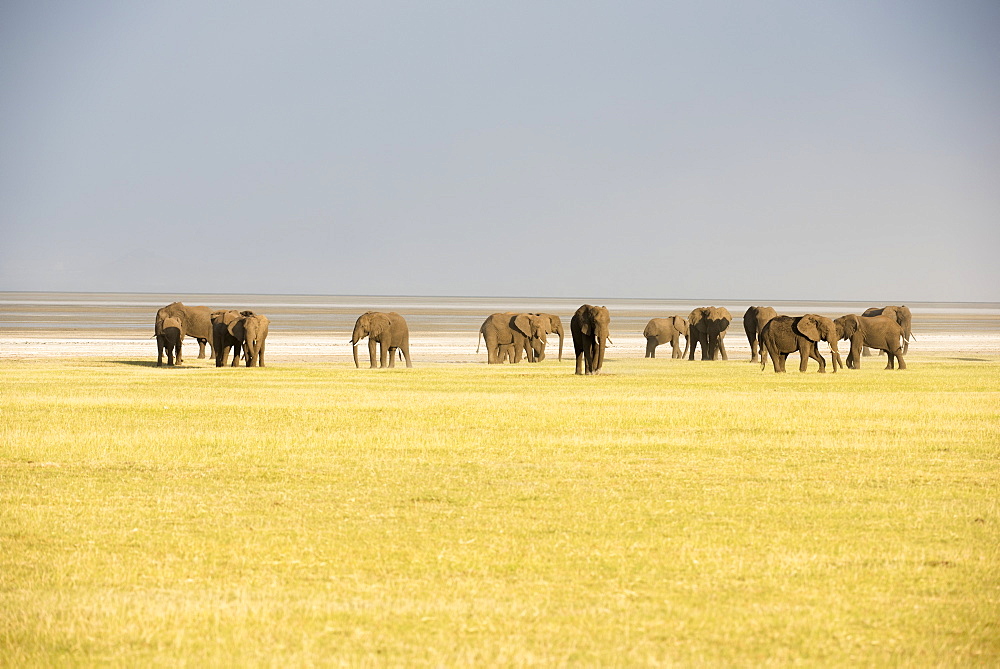 Herd Of Elephants In Lake Manyara National Park, Tanzania