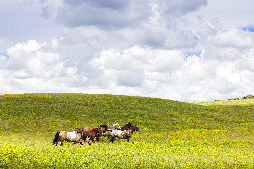 Horses In A Field, Winnipeg, Manitoba, Canada