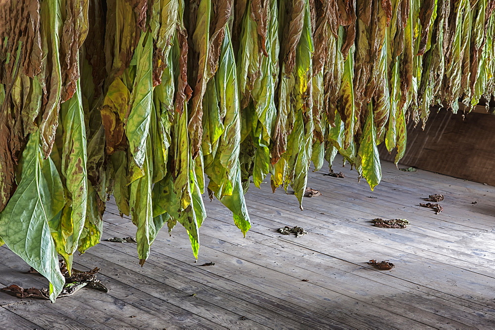 Type 41 Tobacco Drying In Barn In Lancaster County, Pennsylvania, United States Of America