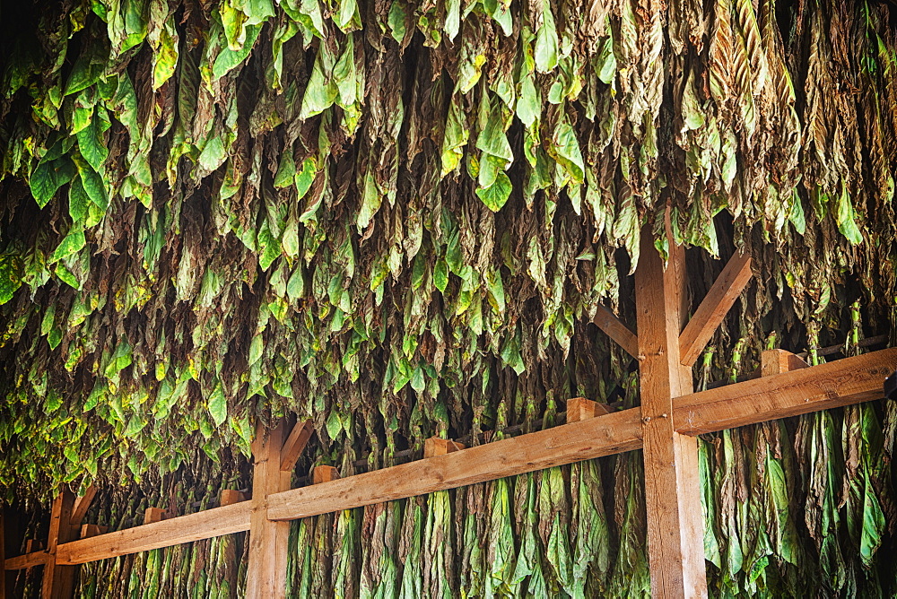 Type 41 Tobacco Drying In Barn In Lancaster County, Pennsylvania, United States Of America