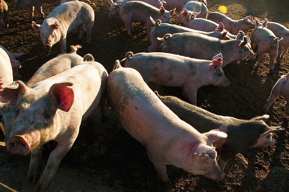 Feeder Hogs In An Open Pen, Near Sioux City, Iowa, United States Of America