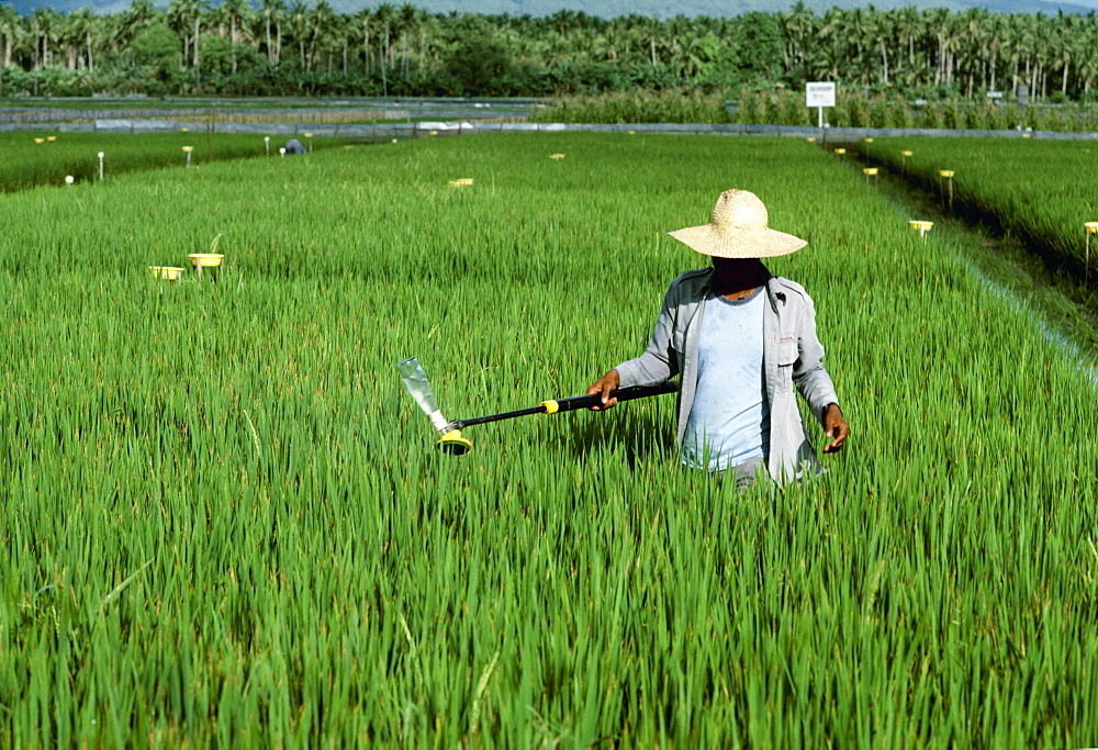 A Worker Applies Chemicals To A Mid-Growth Rice Field With A Hand Applicator, Philippines