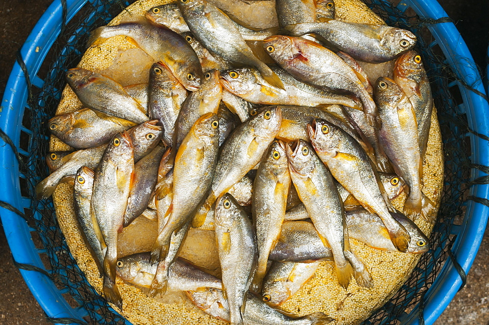 Small Fish In A Plastic Basket, Xiamen (Bashi) Local Market, Fujian, China