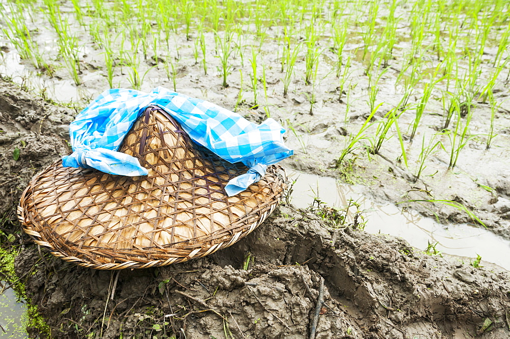 Detail Of The Rice Plants And Traditional Chinese Hat, Scene From A Small Village Near To Wuyuan, Jiangxi Province, China