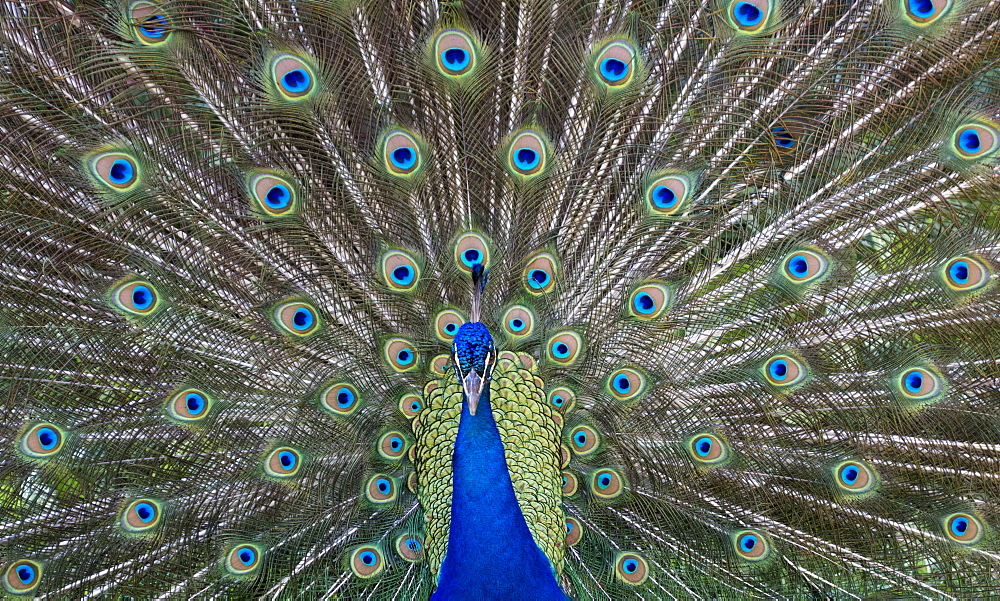 Peacock In Full Display Mode Attempting To Attract A Mate, Santa Cruz, Bolivia