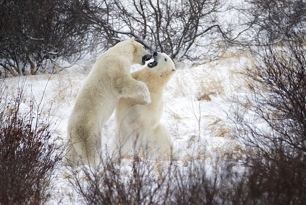 Polar Bears (Ursus Maritimus) Sparring In The Snow During Winter Near Churchill, Manitoba, Canada