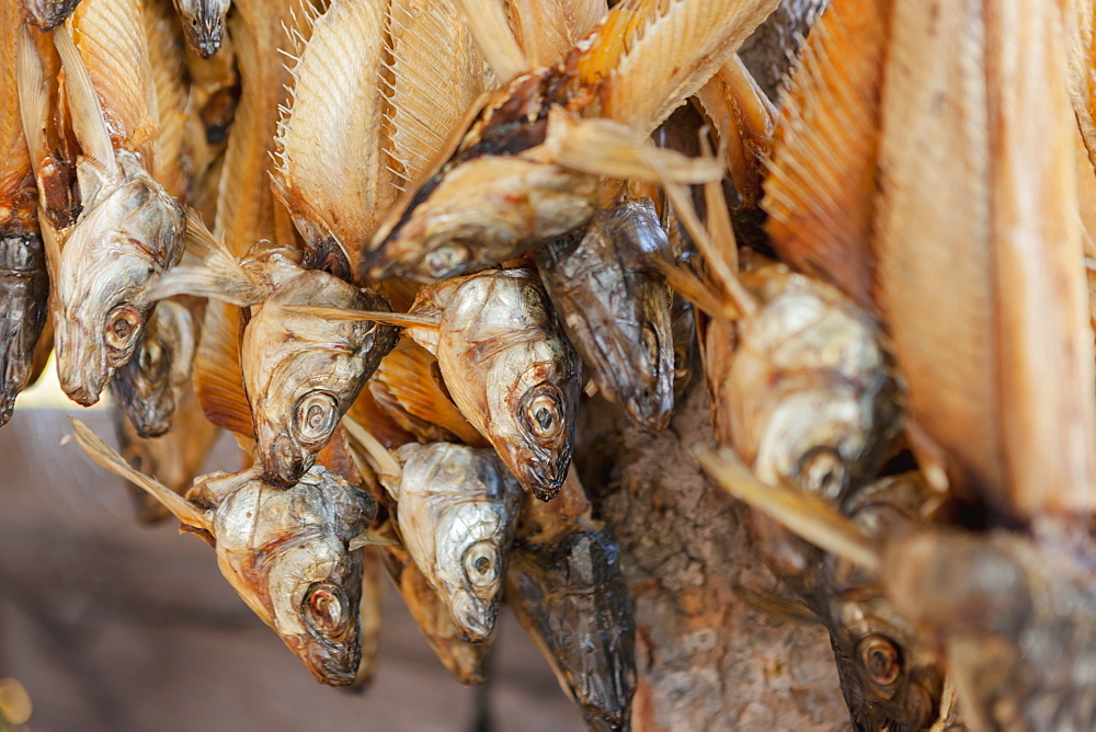 Whitefish Carcases Hanging And Drying, Kobuk, Arctic Alaska, Summer