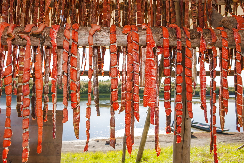 Chum Salmon Strips Drying In A Smoke House, Shungnak, Arctic Alaska, Summer