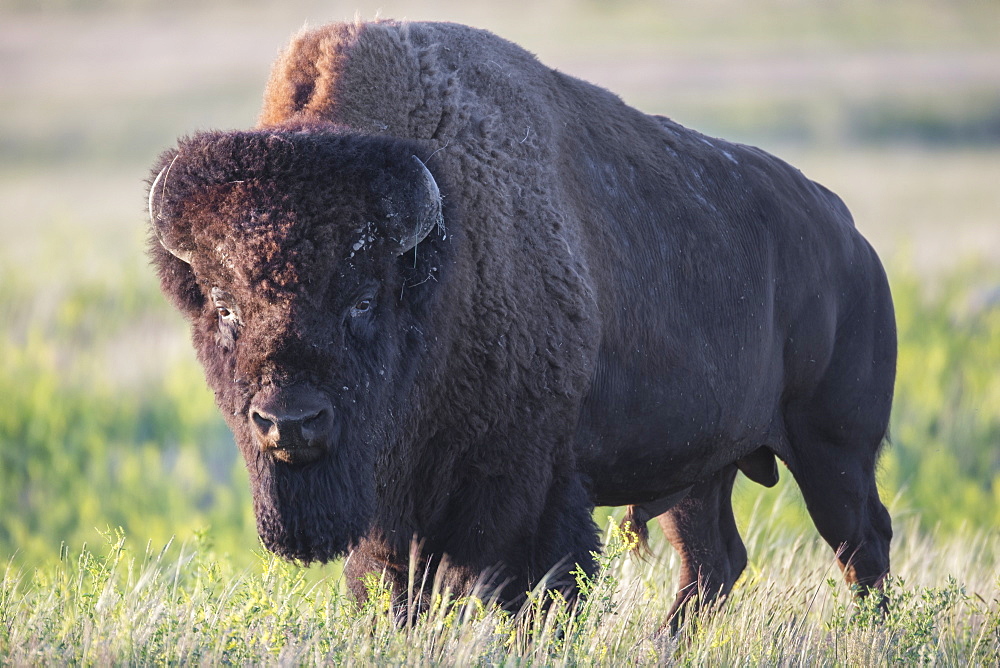 Bison In Grasslands National Park, Saskatchewan, Canada