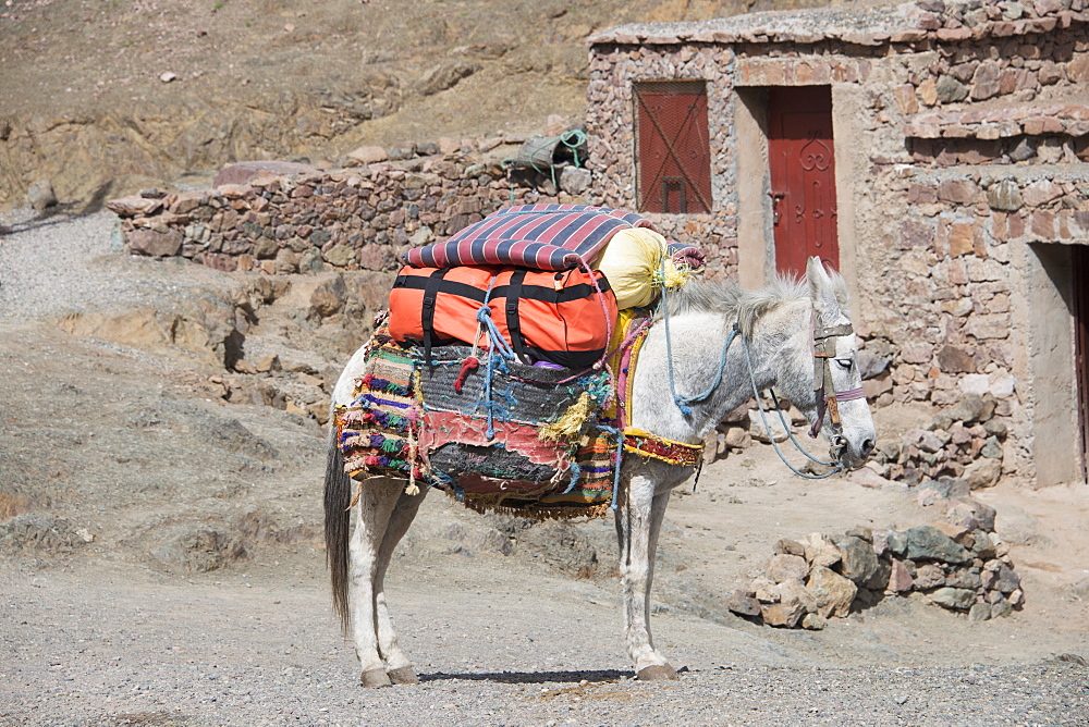 Rustic Scene Of Mule Carrying Supplies, Azilal, Morocco