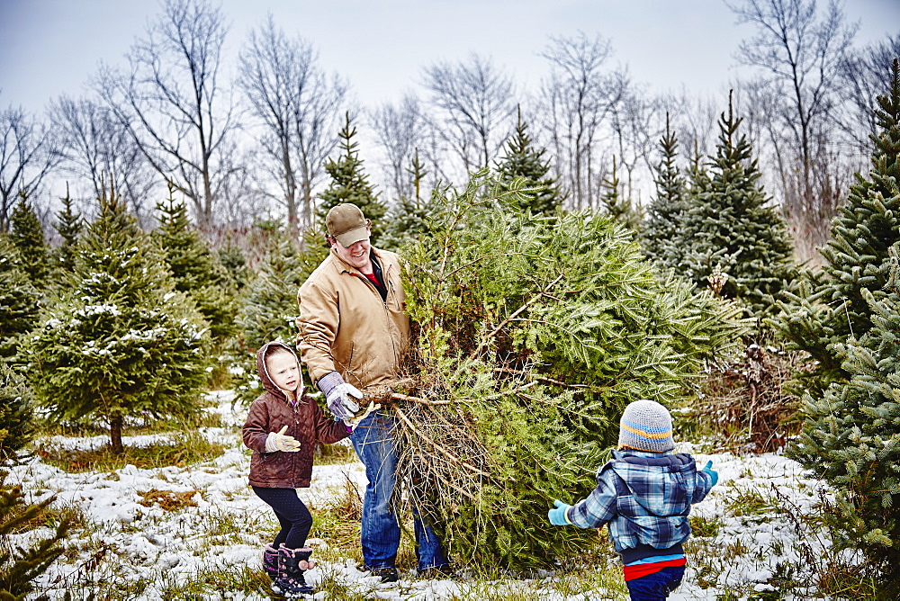 Father And Daughter Carrying Cut Down Christmas Tree From A Christmas Tree Farm, Stoney Creek, Ontario, Canada